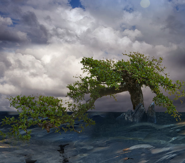 Shadows in the storm