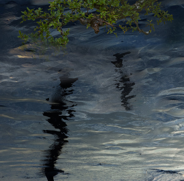 Shadows in the storm